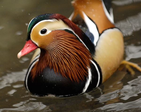 Prunier マンダリン・ダックス Mandarin Ducks XO 未開栓 New Yorkers Have Fallen In Love with a Duck > Newsroom